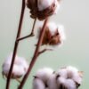 Cotone naturale senza coloranti